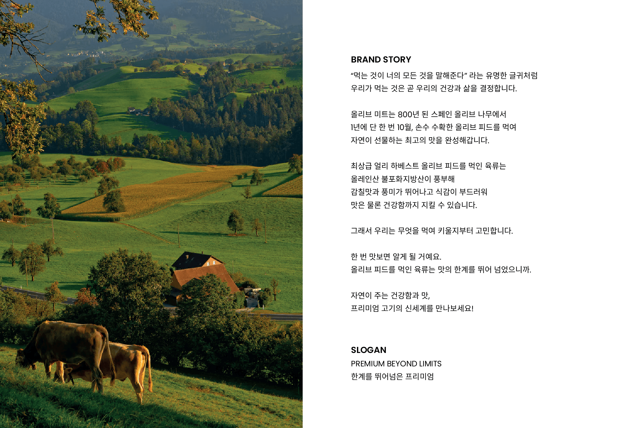 올리브미트 BI 디자인 - 1